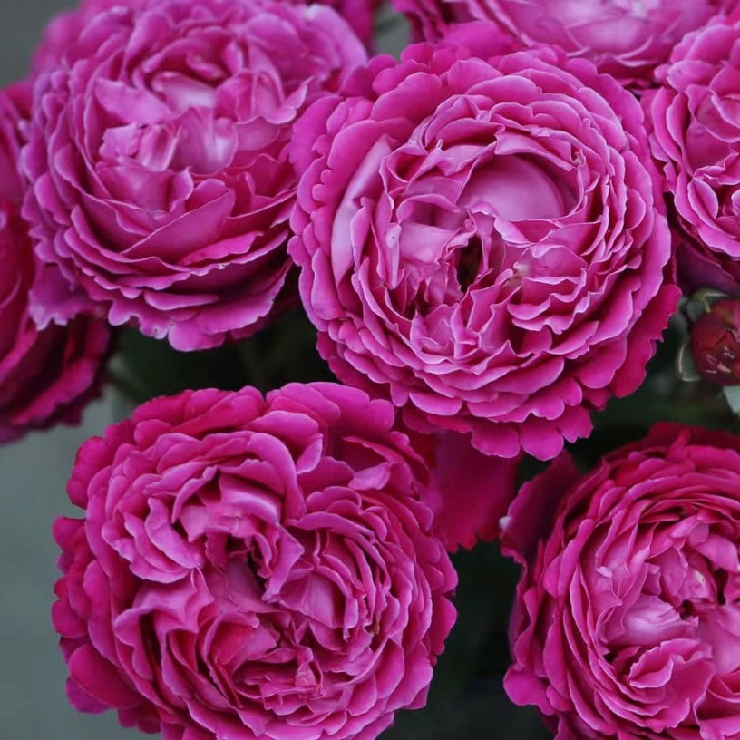 Rose Plant "Plum Pudding” | 梅子布丁