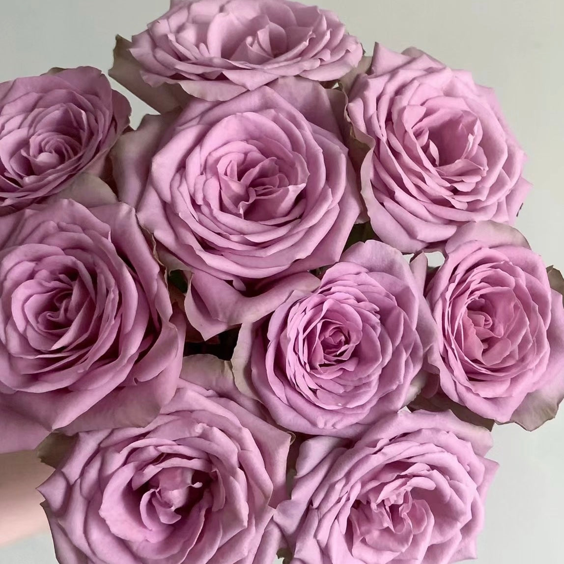 Rose Plant "Tiara” | 紫荆城, 罗马新娘