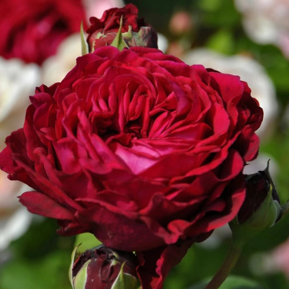 Rose Plant "La Rose des 4 Vents” | 风中的玫瑰