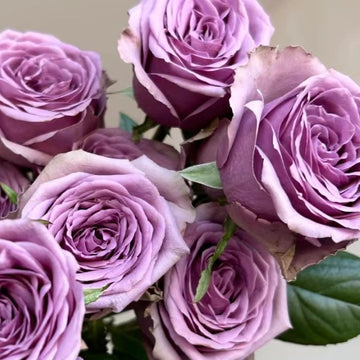 Rose Plant "Spec Purple” | 漫紫 スペックパープル