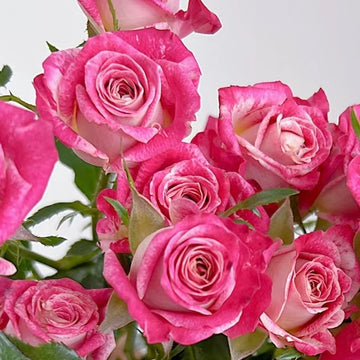 Rose Plant ‘Bela’ | 巴拉