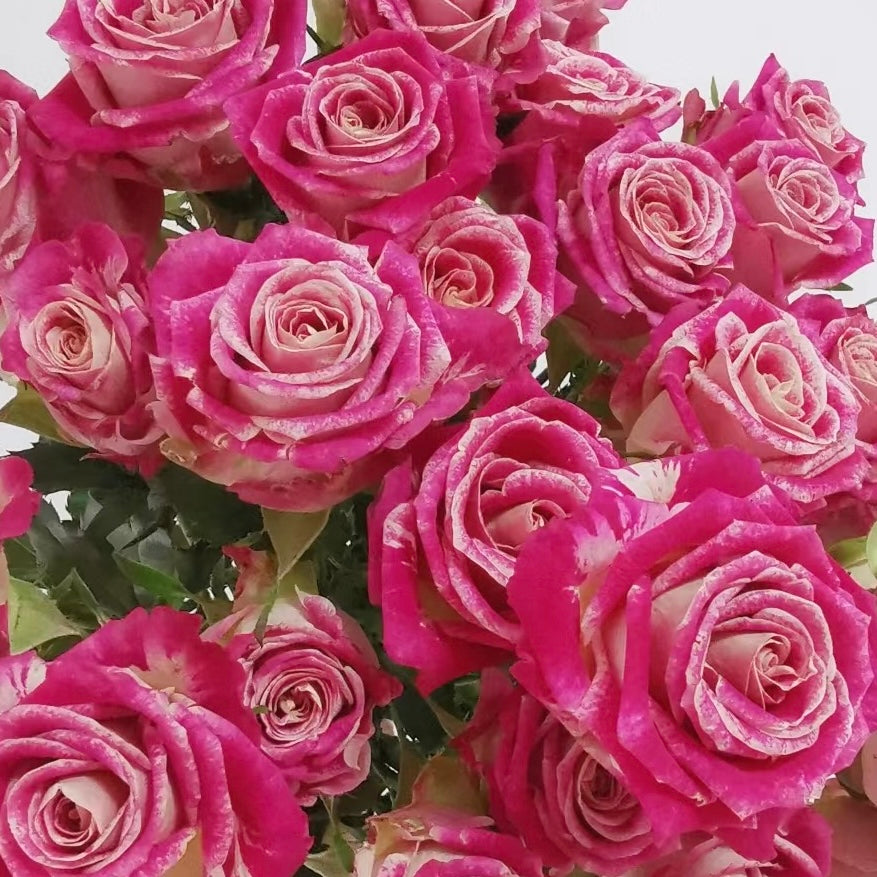 Rose Plant ‘Bela’ | 巴拉