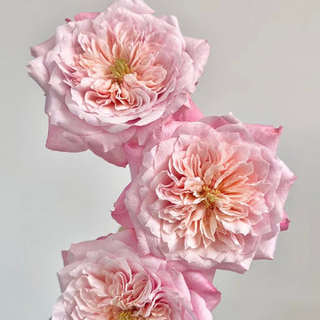 Rose Plant ‘Mikoto’ | 美琴 みこと