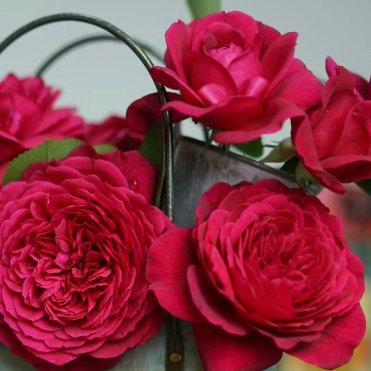 Rose Plant ‘Rei’ | 蕾 レイ