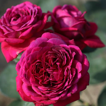 Rose Plant ‘Rei’ | 蕾 レイ