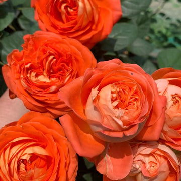 Rose Plant ‘Arancia’ | 橙意 アランチャ