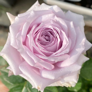 Rose Plant ‘Stirling Sensation’ | 真实感觉