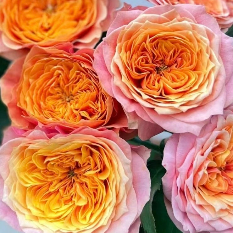 Rose Plant ‘Kensington Garden’ | 肯辛顿公园