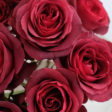 Rose Plant ‘Endora’ | 恩多拉