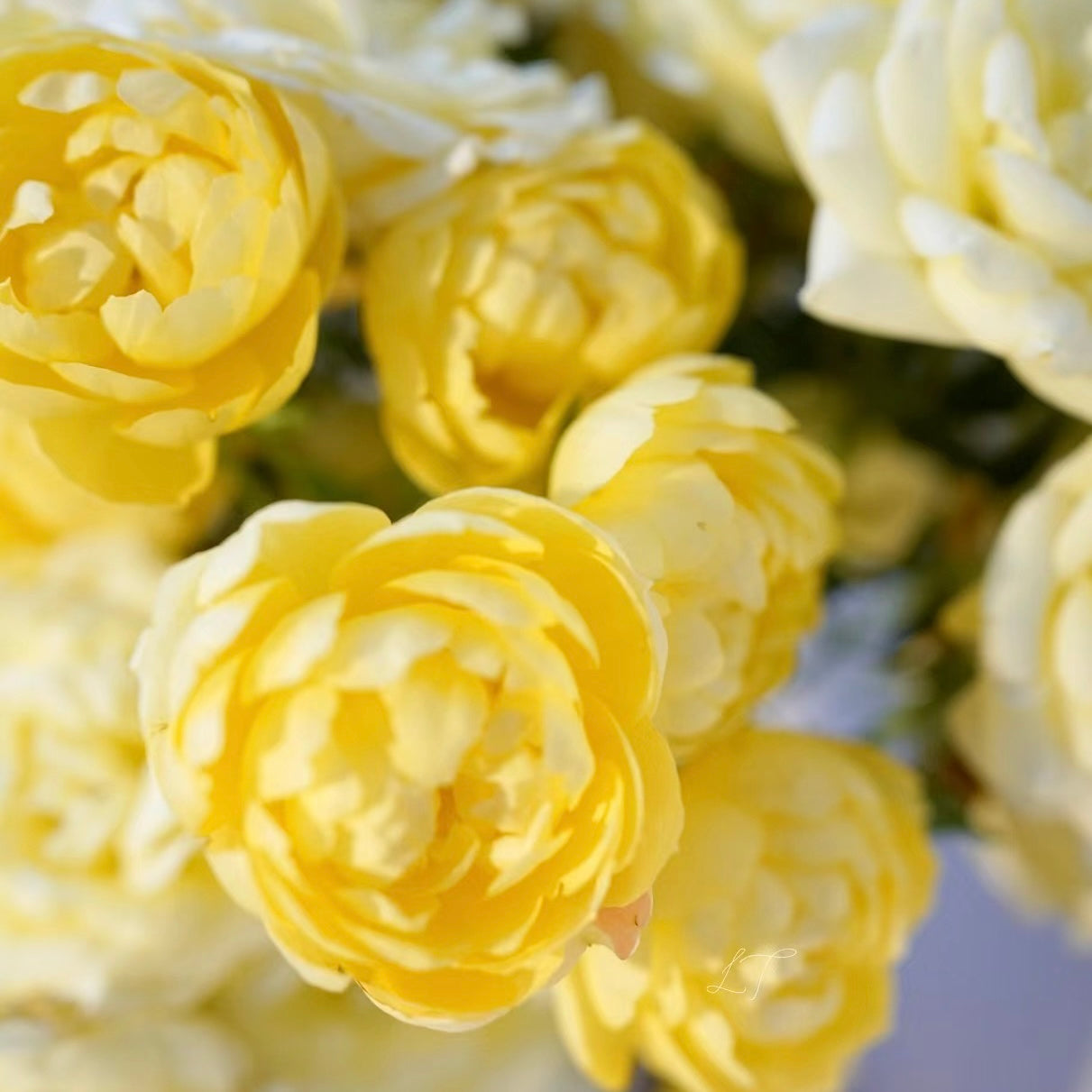 Rose Plant 'Juicy Terrazza Yellow' | 黄果汁阳台