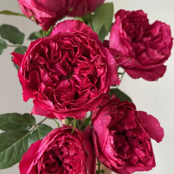 Rose Plant "Raspberry Elegance” | 优雅树莓
