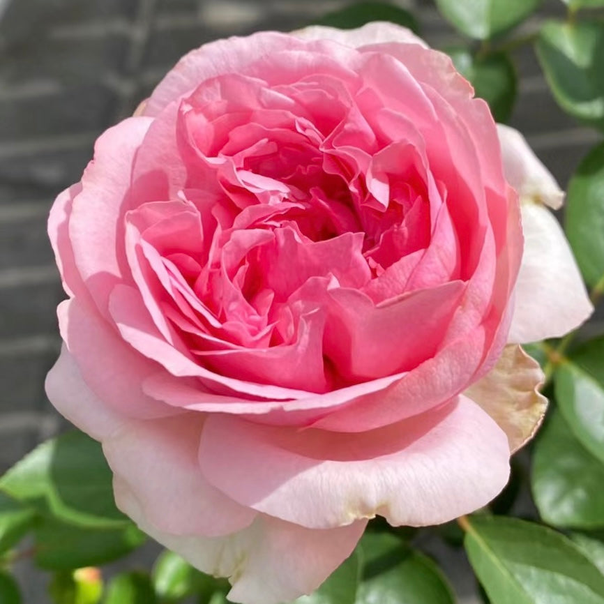 Rose Plant "Yves Kanon” | 伊芙卡隆