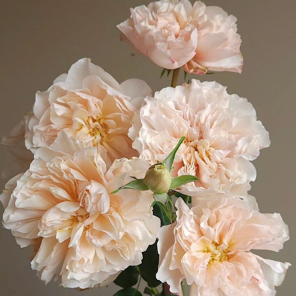 Rose Plant ’Eugenie‘ | 尤金妮