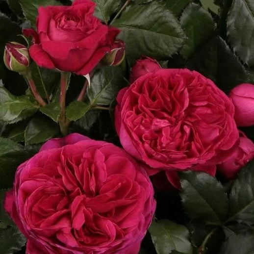 Rose Plant ’Marietta‘ | 玛丽叶塔