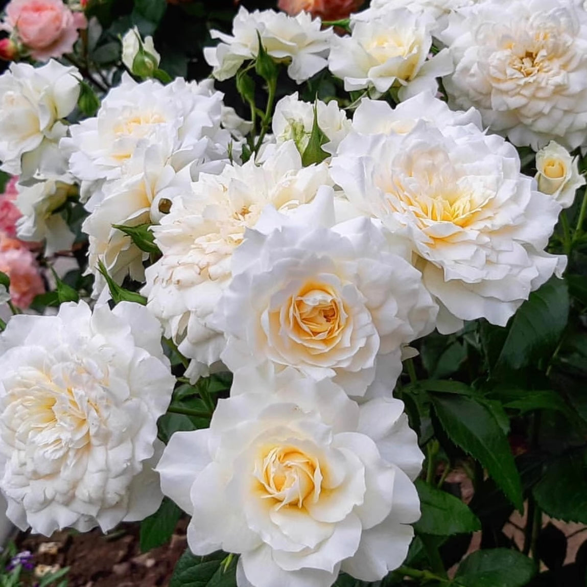Rose Plant "Nadine Xella-Ricci” | 雪纺礼服
