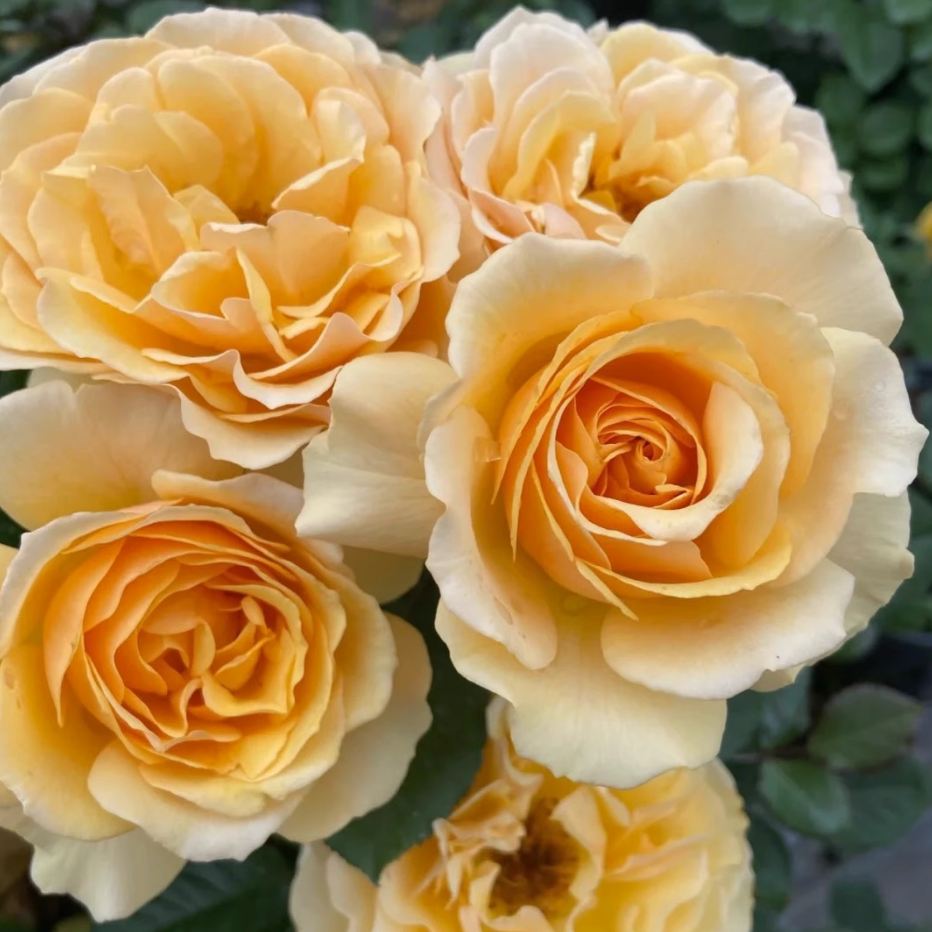 Rose Plant ‘Amber Queen’ | 琥珀皇后