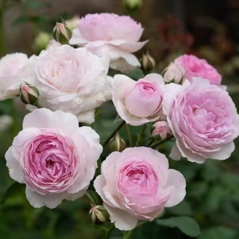 Rose Plant ’Vesalius‘ | 维萨里