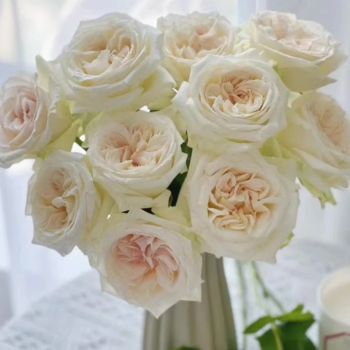 Rose Plant 'White O'Hara' | 白荔枝