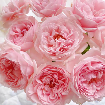 Rose Plant 'Elegant Dress' | 公主礼服 エレガントドレス