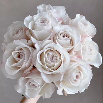 Rose Plant ’Silver Lining‘ | 银色衬裙