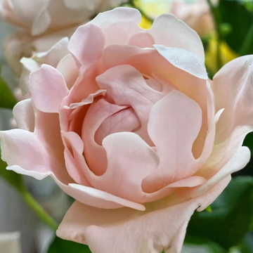 Rose Plant ‘Sofine’ | 苏芬, 海葵宝宝