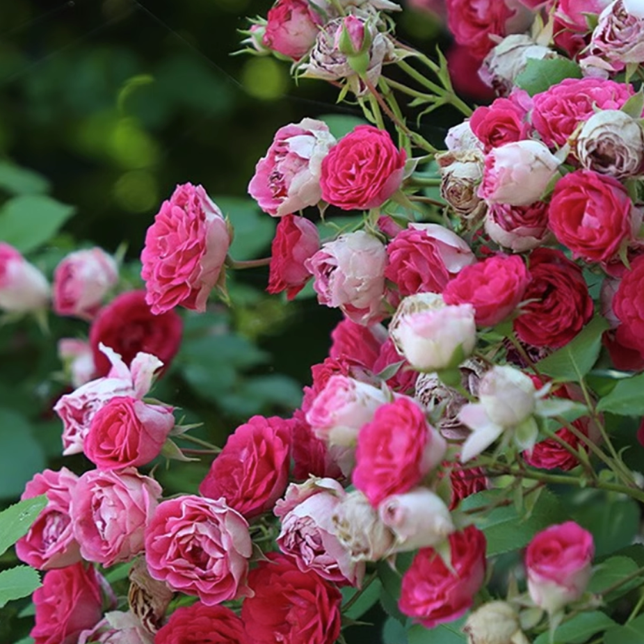 Rose Plant ‘Yan Zhi Kou/ Rouge’ | 胭脂扣