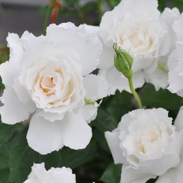 Rose Plant ‘Le Blanc’ | 乐柏 ルブラン