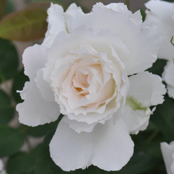 Rose Plant ‘Le Blanc’ | 乐柏 ルブラン