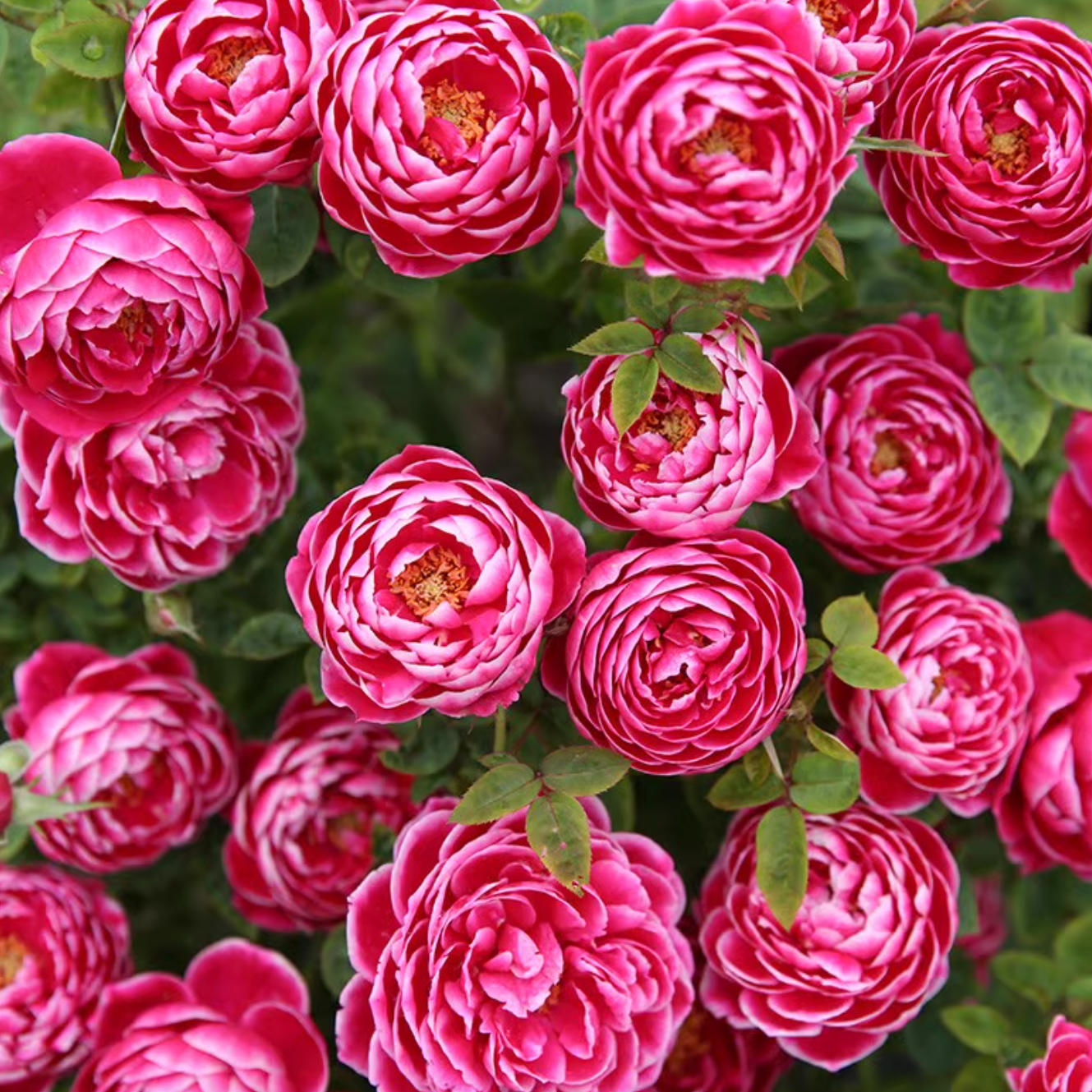 Rose Plant ’Marie Rose‘ | 日本玛丽, 玛丽玫瑰