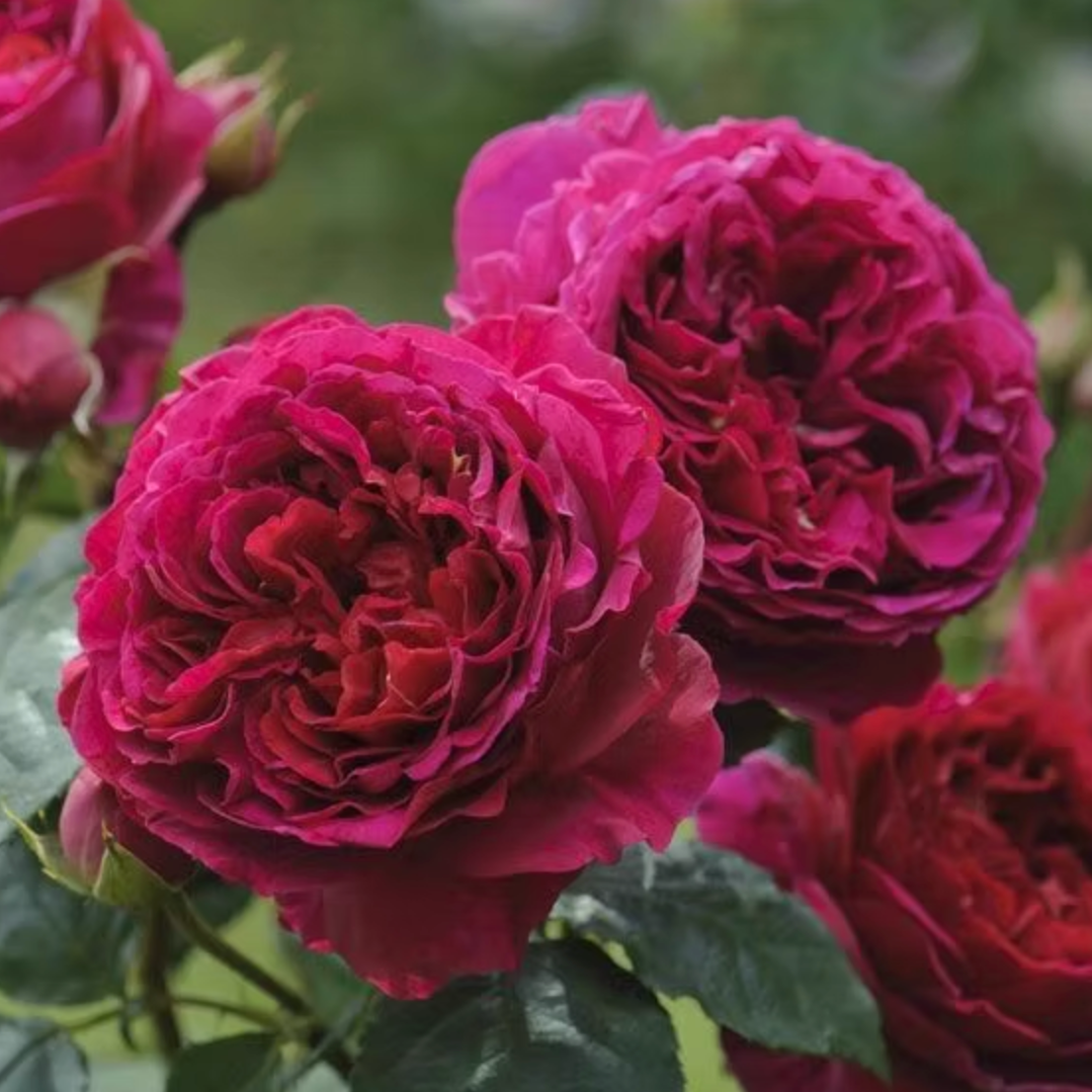 Rose Plant ’Tess‘ | 苔丝