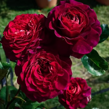 Rose Plant "Christian Tetedoie” | 克里斯蒂安德德铎
