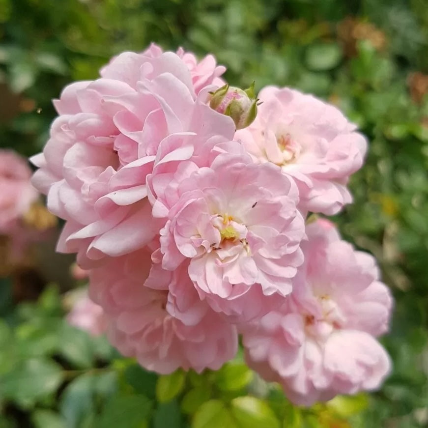 Rose Plant "Super Fairy” | 超级童话
