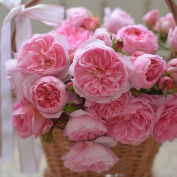 Rose Plant ‘Ruban’ | 丝带 リュバン