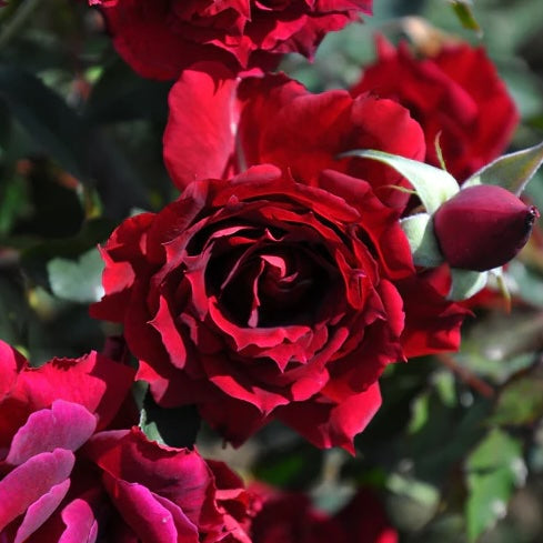 Rose Plant "Alcina” | 阿琪娜 アルチーナ