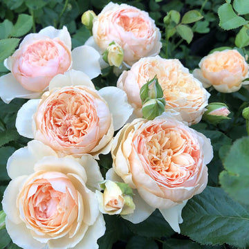 Rose Plant "Masora” | 真宙 マソラ