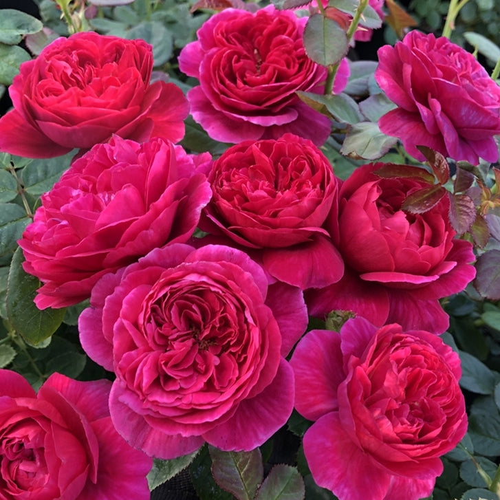 Rose Plant 'Cantina‘ | 伊芙酒窖 カンティーナ