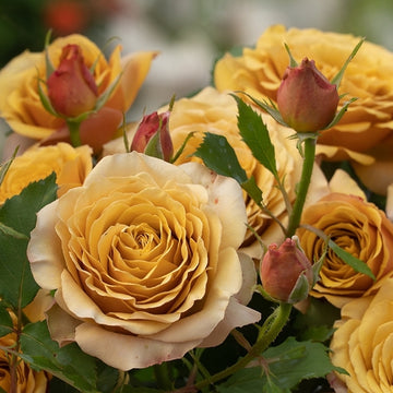 Rose Plant ‘Golden Mustard’ | 黄金芥末