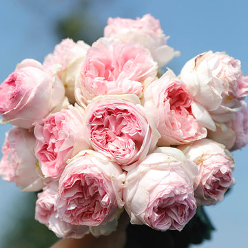 Rose Plant "Yves L'sprit Feuille” | 伊芙乙女心 レスプリドフィーユ