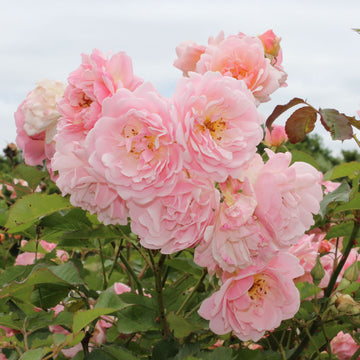 Rose Plant 'La Nina‘ | 拉尼娜