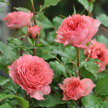 Rose Plant "Rose Corona” | 日冕 ローズコロナ