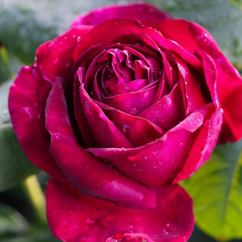 Rose Plant \'Johann Wolfgang von Goethe Rose\' | 歌德
