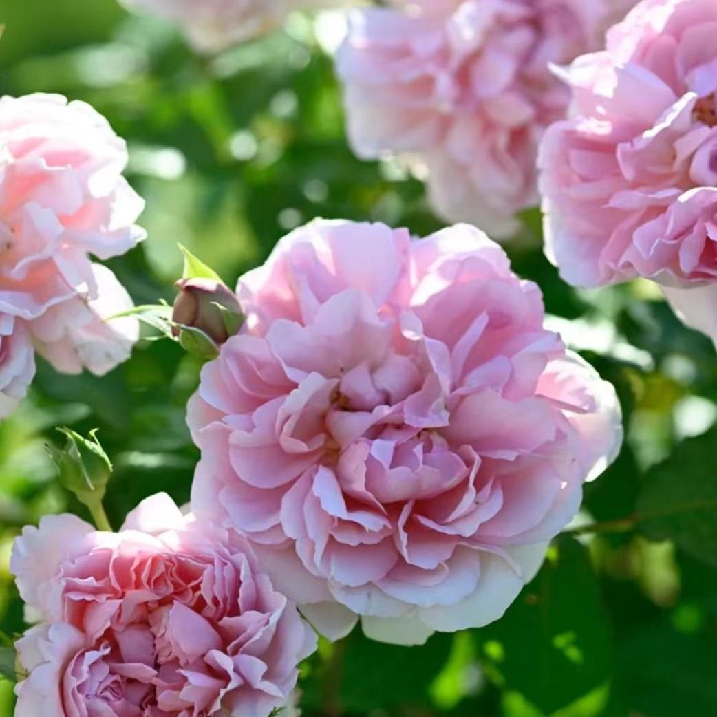Rose Plant "Rose Antoinette” | 绝代艳后, 安托瓦内特玫瑰 ローズ・アントワネット