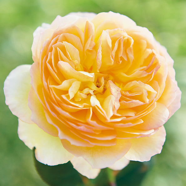 Rose Plant 'Kagelou‘ | 阳炎, 蜉蝣 カゲロウ