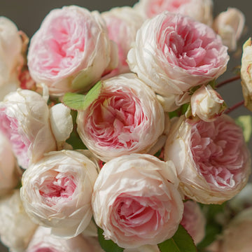 Rose Plant ‘Clotilde Soupert’ | 粉妆楼, 玉玲珑