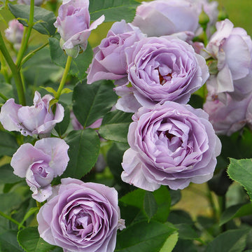 Rose Plant "Shinoburedo, Blue Storm” | 蓝色风暴 しのぶれど