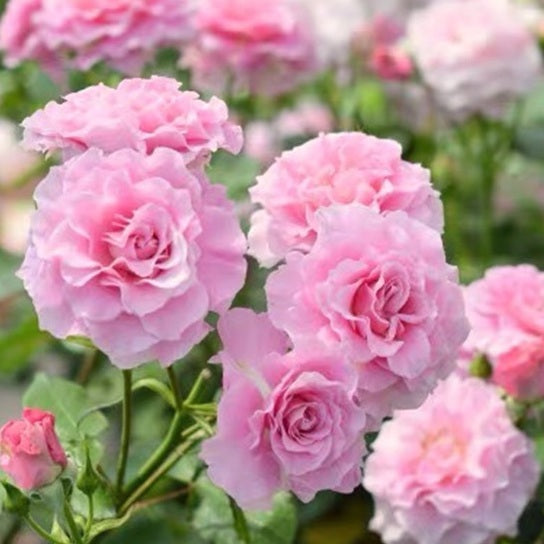 Rose Plant "Silent Love” | 沉默的爱, 暗恋 サイレントラブ