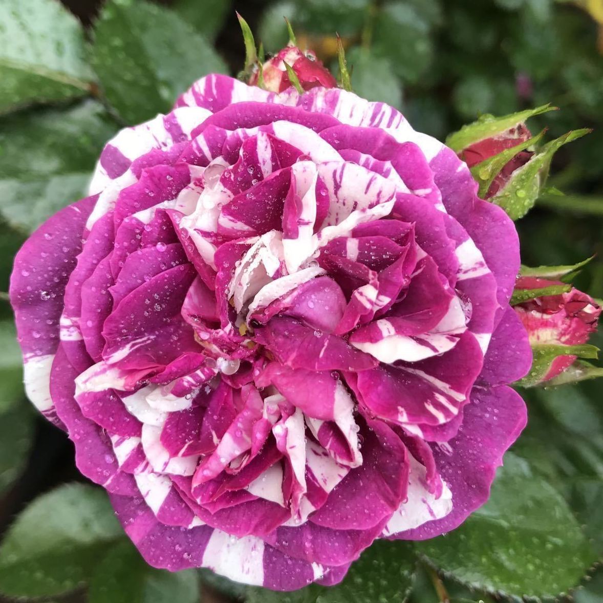 Rose Plant "Scented Jewel” | 芬芳宝石 センティッドジュエル