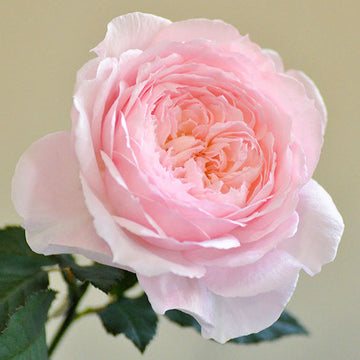 Rose Plant "Misaki” | 美咲 みさき