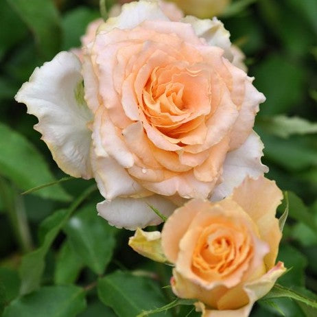 Rose Plant "Uriel” | 乌列, 神之焰 ウリエル