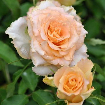 Rose Plant "Uriel” | 乌列, 神之焰 ウリエル